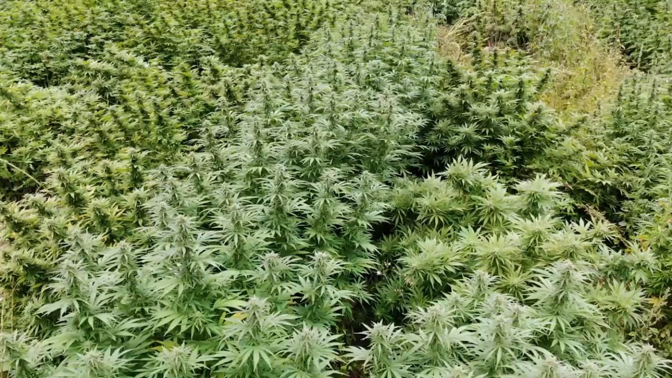 Blick auf eine Cannabis-Plantage mit Hunderten von Pflanzen.